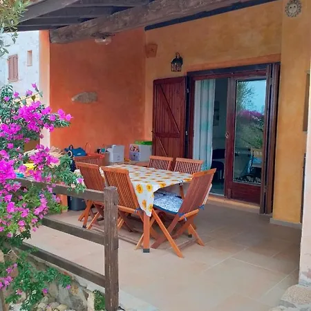 Bouganville Splendido *